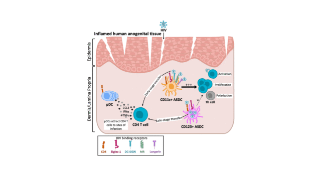Characterising-plasmacytoid-and-myeloid-AXL-SIGLEC-6-dendritic-cell-functions-and-their-interactions.png