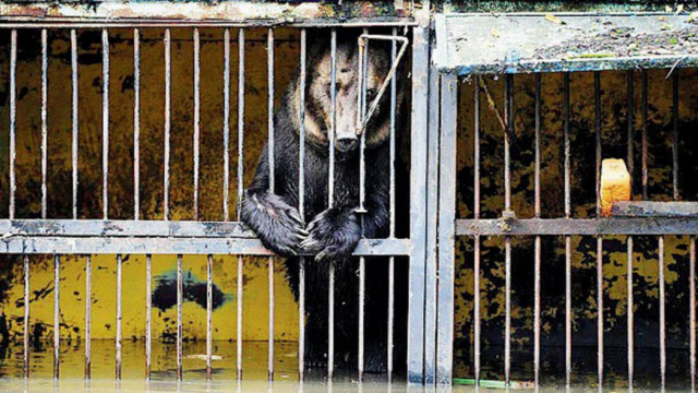Chinese-zoo-1783732294045_d.png