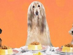 Faça-nos lindas refeições caseiras para nós mesmos. Por que não o mesmo para nossos cães?