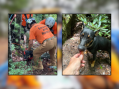 Cachorro resgatado após cair de penhasco de 20 metros