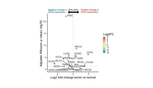 Dichotomous-Effects-of-Glypican-4-on-Cancer-Progression-and-Its-Crosstalk-with-Oncogenes.jpg