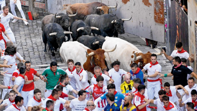 Fermin-bull-1784079932875_d.png