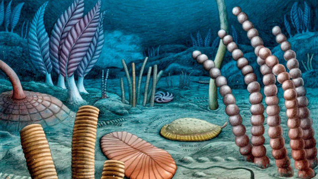 Fossils-1783469417098_d.png
