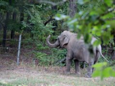 Outro defensor do elefante