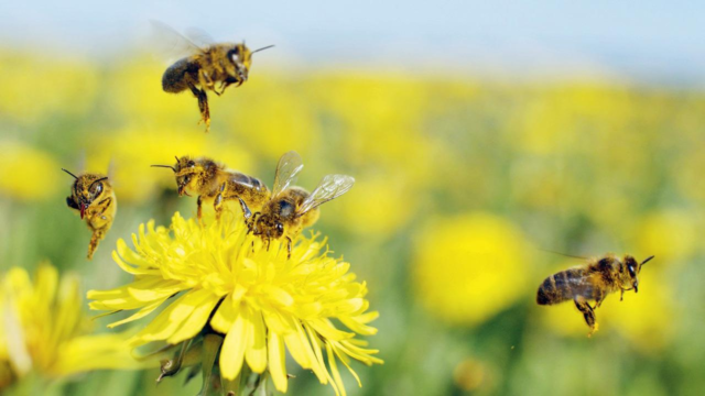 Honey-Bee-1784649165891_d.png