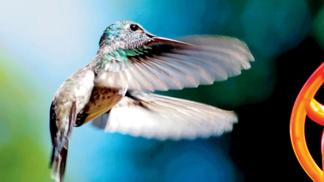 Hummingbird-1783093565799_d.png
