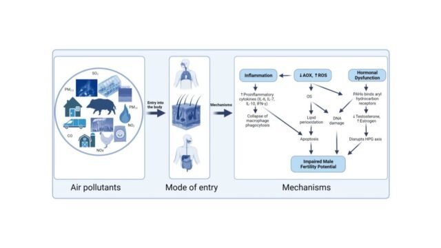 Implications-of-Exposure-to-Air-Pollution-on-Male-Reproduction-The-Role-of-Oxidative-Stress.jpg