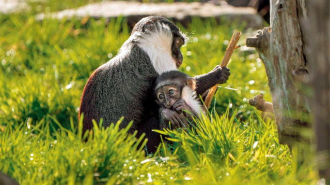 Um raro macaco dobrável dá à luz depois que uma cirurgia pioneira salvou seu pé no Zoológico de Chester