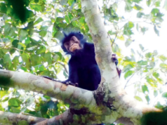 Novas espécies de macacos descobertas nas florestas do Congo após 75 anos