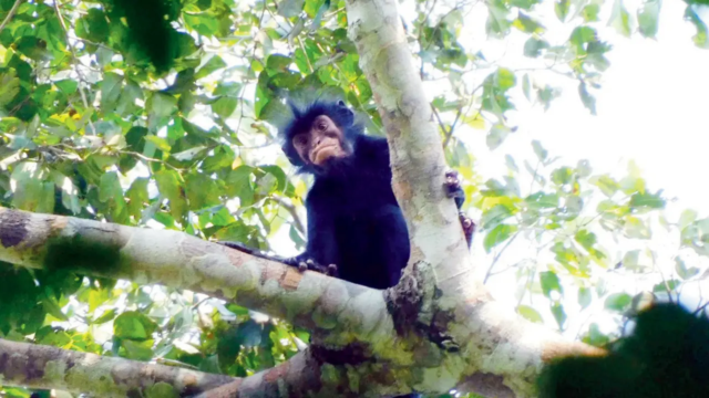 Monkey-in-1784302275803_d.png