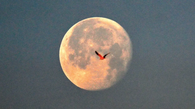 Moon-1783007286450_d.png
