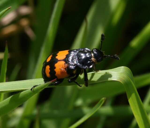 Nicrophorus_vespilloides_-_a_Carrion_Beetle_-_Flickr_-_S._Rae.jpg