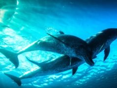 PBS e BBC lançam nova série de ciência evolutiva ‘Nova’
