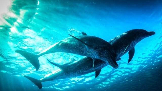 Nova-Evolution-Dolphins.jpg