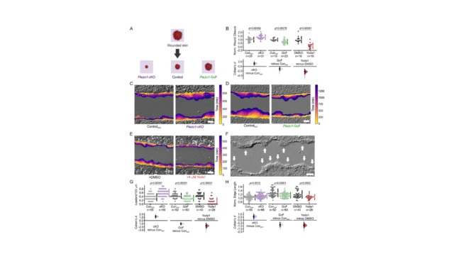 PIEZO1-regulates-leader-cell-formation-and-cellular-coordination-during-collective-keratinocyte-migr.png