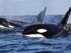 Veja essas orcas esmagarem um peixe gigante morto em pedaços, só por diversão