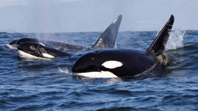 Pod-of-killer-whales-1200x675.jpg