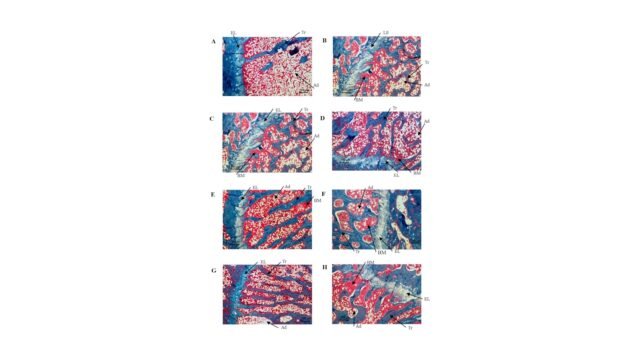 Recombinant-Human-Peptide-Growth-Factors-Bone-Morphogenetic-Protein-7-rhBMP7-and-Platelet-Derived-Gr.jpeg