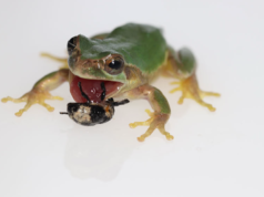 Paixão segundo A. Frog