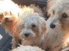 Cachorro encontrado em canil de cachorro-quente ao ar livre em Forest Grove