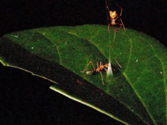 A aranha recém-descoberta usa uma armadilha de seda para capturar formigas