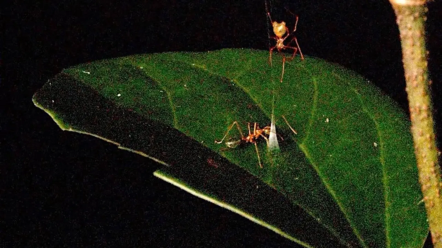 Spider-1783388947254_d.png