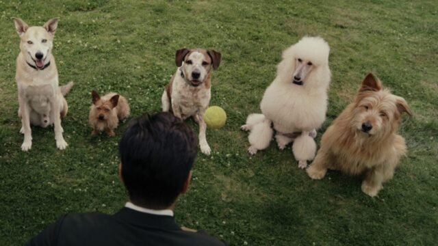 Sugar_dogs-1200x675.jpg