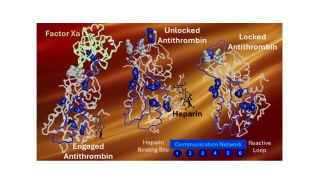 The-Allosteric-Communication-Network-in-the-Activation-of-Antithrombin-by-Heparin.jpg