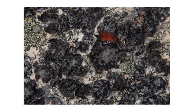 The-Identification-of-Gyrophoric-Acid-a-Phytochemical-Derived-from-Lichen-as-a-Potent-Inhibitor-for.jpeg