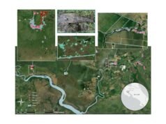 Jacarés da Costa Rica voltam para casa após serem realocados, revela estudo