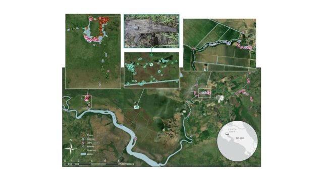 The-Spatial-Ecology-of-Nuisance-Crocodiles-Movement-Patterns-of-Relocated-American-Crocodiles-Crocod.jpeg
