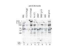 Novos insights sobre proteínas do complemento e interações de células imunológicas
