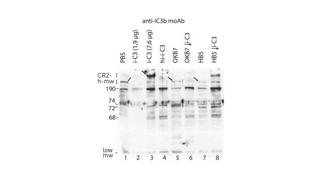 The-fixation-of-complement-protein-pairs-to-CR2-isoforms.jpg