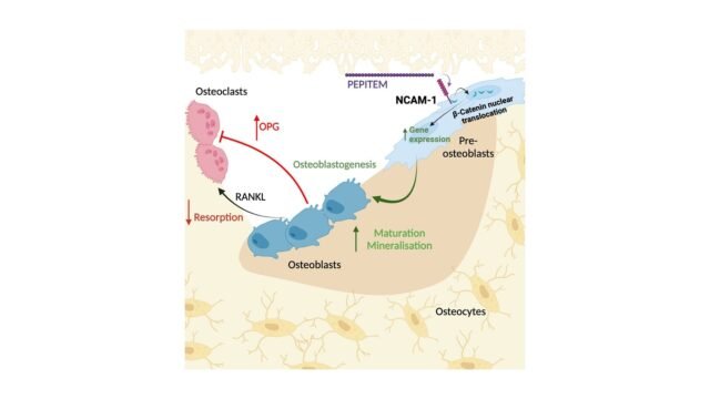 Therapeutic-avenues-in-bone-repair-Harnessing-an-anabolic-osteopeptide-PEPITEM-to-boost-bone-growth.jpeg