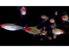 Os peixes de cardume exibem mudanças induzidas pela luz no comportamento coletivo
