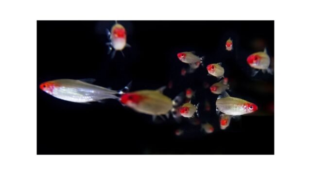 Tuning-social-interactions-strength-drives-collective-response-to-light-intensity-in-schooling-fish.jpeg