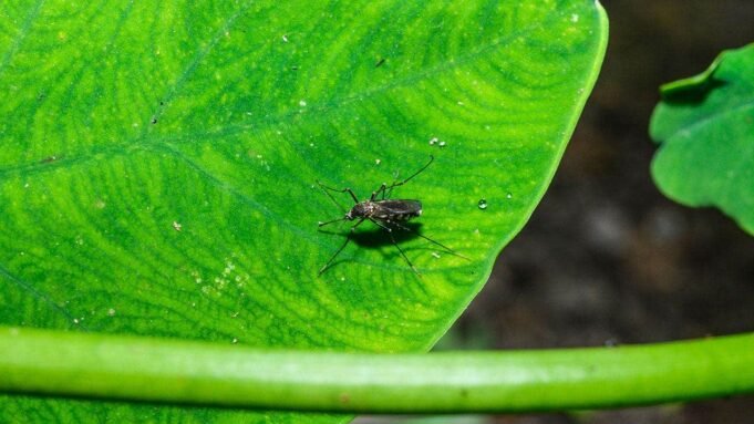 O vírus do Nilo Ocidental foi detectado pela primeira vez em mosquitos de Nashville em 2026. O vírus do Nilo Ocidental foi detectado pela primeira vez em mosquitos de Nashville em 2026.