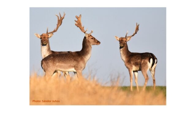 When-Antlers-Grow-Abnormally-A-Hidden-Disease-Behind-Common-Cervid-Trophy-Deformities-Introducing-Pe.jpeg