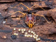Criaturas parecidas com aranhas ajudam a revelar as estranhas origens da paternidade