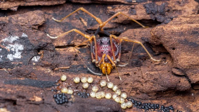 Criaturas parecidas com aranhas ajudam a revelar as estranhas origens da paternidade