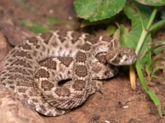 Cientistas acabam de desmascarar o mito sobre bebês cascavéis perigosos