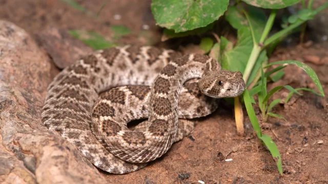 baby-western-diamondback-rattlesnake.webp.webp