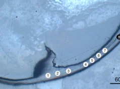 Este antigo verme marinho tem mandíbulas ‘biometálicas’ diferentes de tudo que os cientistas já viram