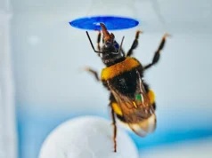 Cientistas ficam surpresos quando abelhas resolvem um clássico teste de inteligência