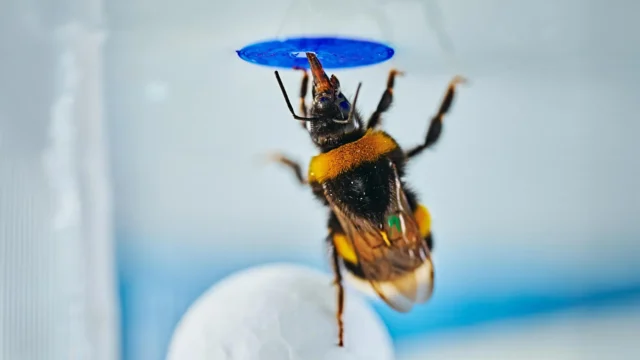 bumble-bee-problem-solving-experiment.webp.webp