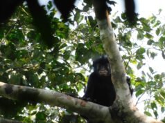 Novo porto! Novo porto! Aqui está um novo macaco!