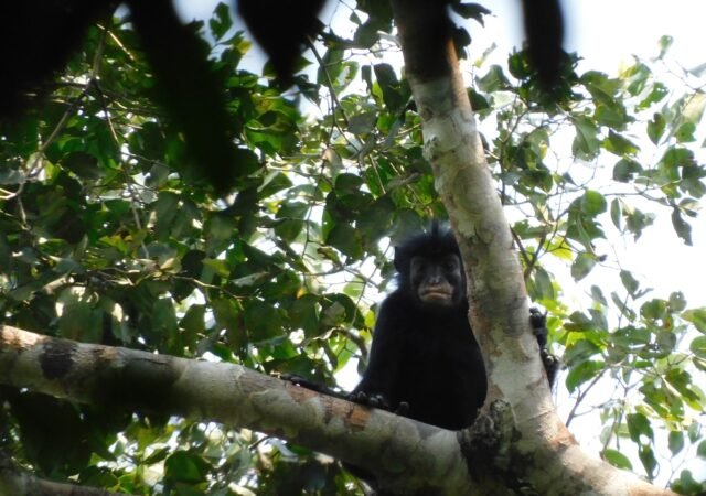 c.congoensis-2.jpg