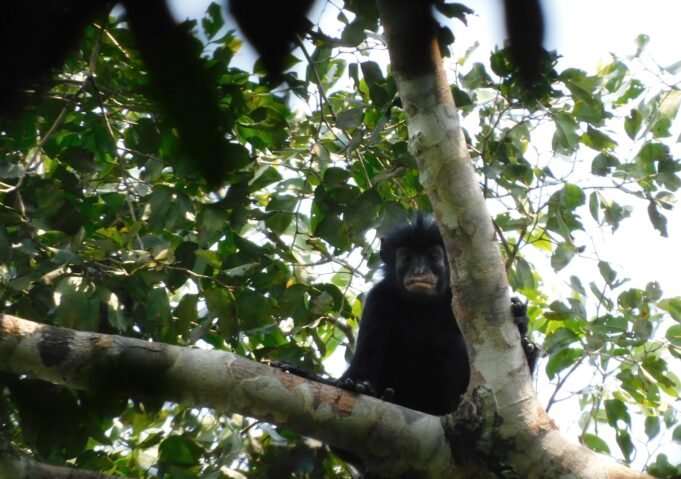 Novo porto! Novo porto! Aqui está um novo macaco!