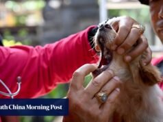 À medida que a batalha contra a raiva aumenta em Bali, a carne de cão aumenta o risco?
