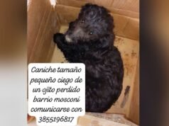Eles procuram um poodle cego e caolho que desapareceu no bairro de Mosconi
